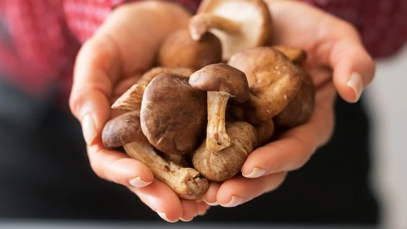 mushroom extracts in skincare