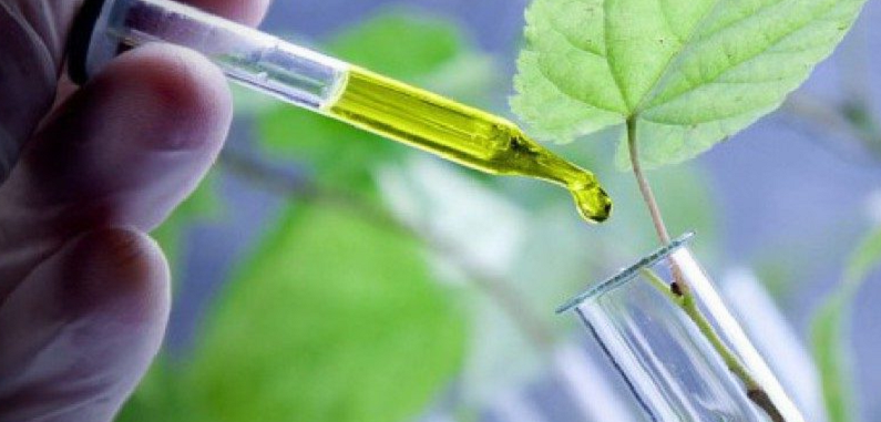 plant stem cells skincare routine