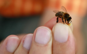 science benefits bee venom skincare